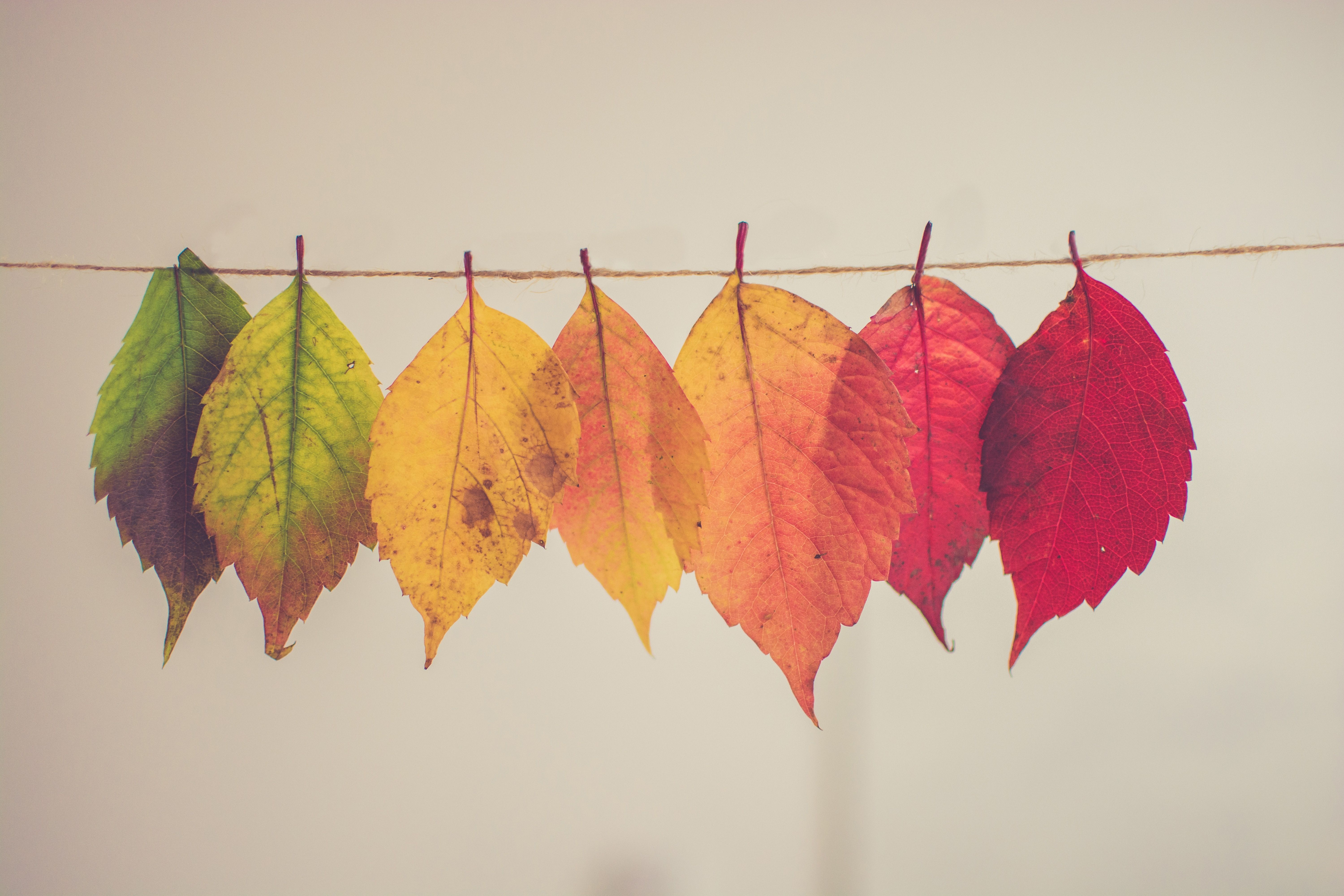 A line of fall coloured leaves. Photo by Chris Lawton on Unsplash